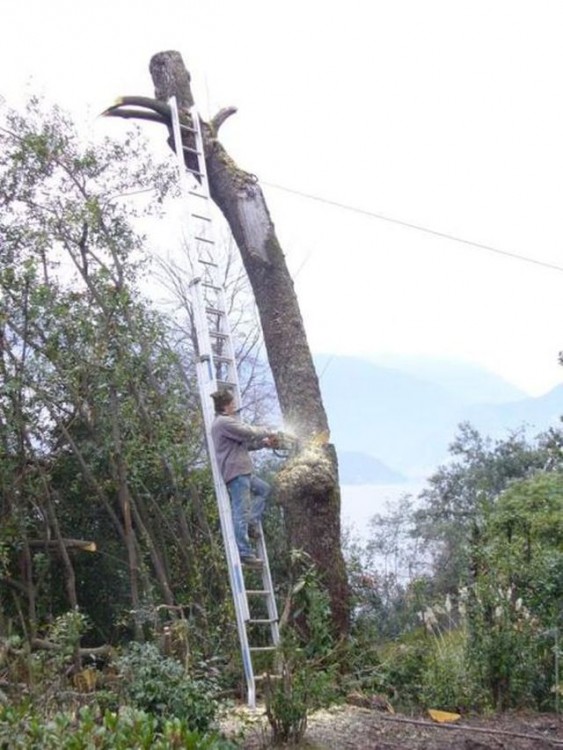 hombre recarga escalera en el arbol que esta talando