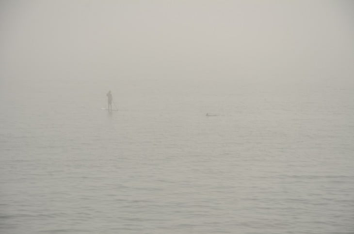 hombre parado en una tabla de surf en medio del mar con neblina y se acerca un tiburón