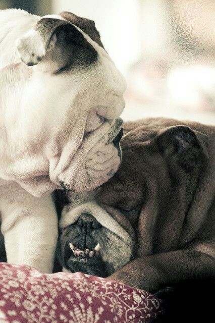 pareja de bulldogs dandose amor