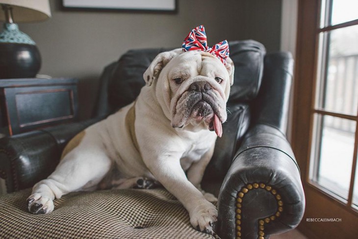 bulldog con su moñito de inglaterra sentada en el sillon