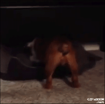 bulldog jugueteando en las cobijas