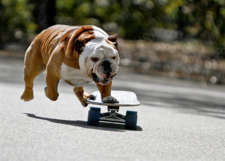 30 bulldogs mas bellos del mundo (3)