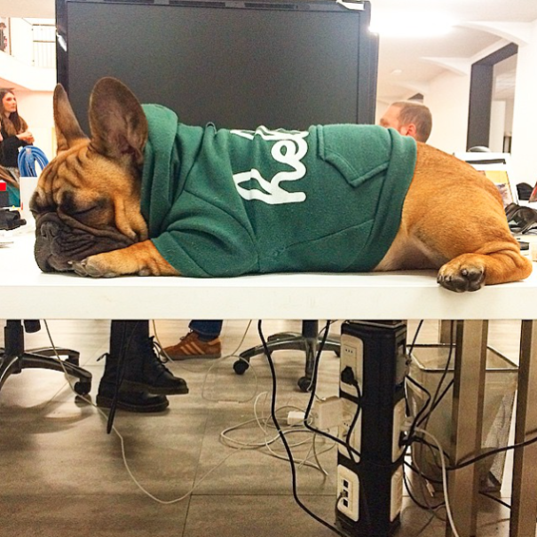bulldog frances con sudadera verde dormido sobre el escritorio