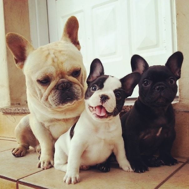 3 bulldogs sentados viendo a la camara