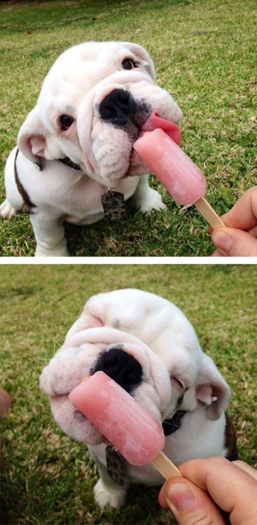 Cachorrito comiendo paleta