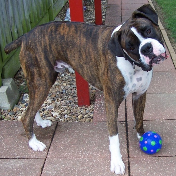 boxer con la cara de interrogacion con una pellota azul a un lado