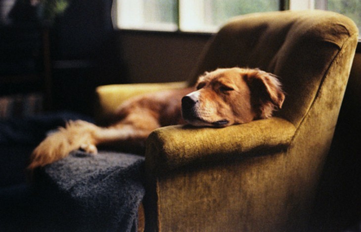 perro dormido sobre el sillon dejando los pelos pegados