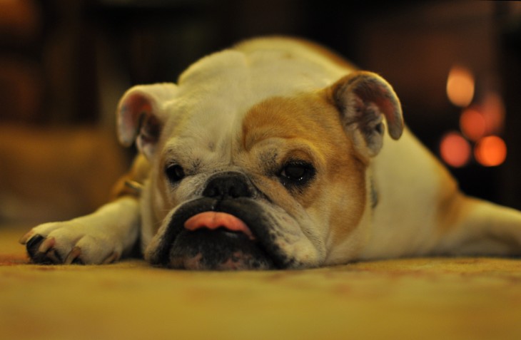 bulldog con la lengua de fuera acostado en el piso