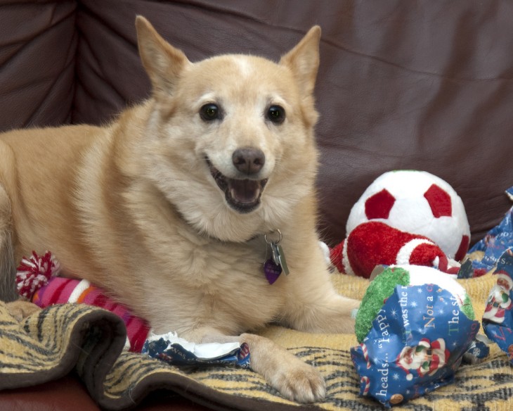 perro entre juguetes y pelota roja