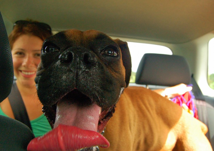 boxer posando para la camara