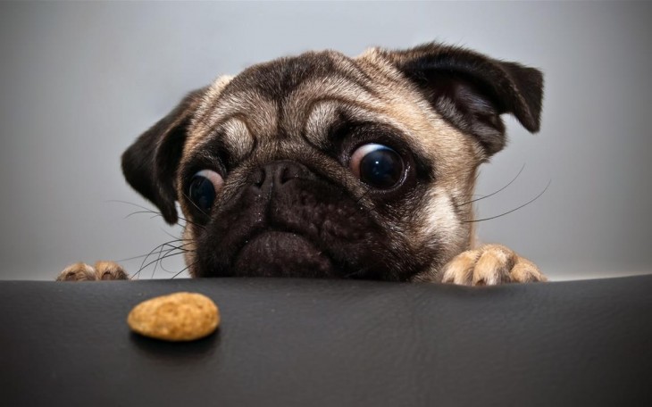 pug queriendose comer la galleta 