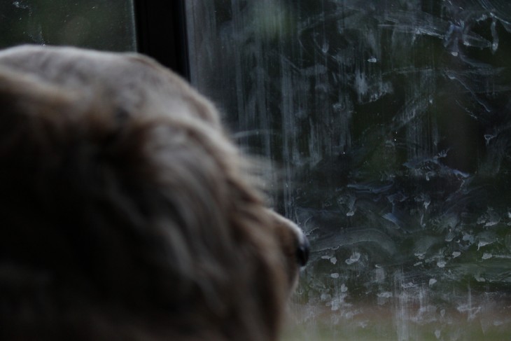 mocos del perro embarrados en la ventana y el viendo triste hacia afuera