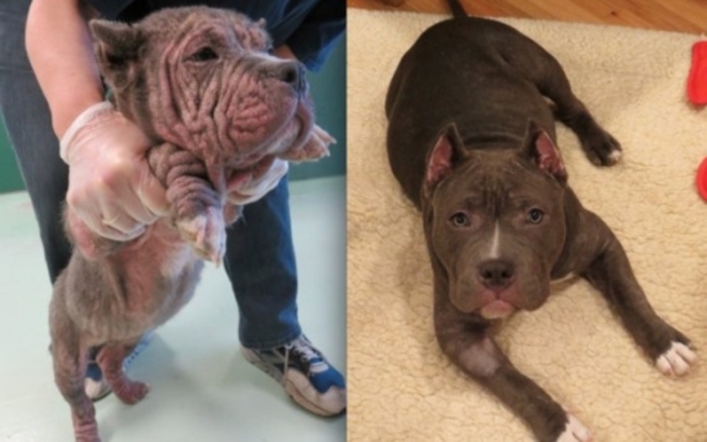 Hippo antes y después de ser adoptada 
