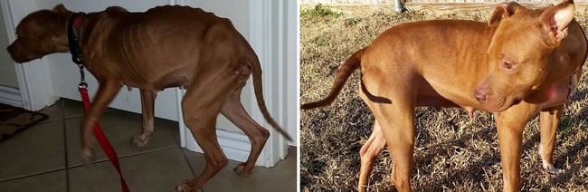 Antes y después de la adopción de Gitana 