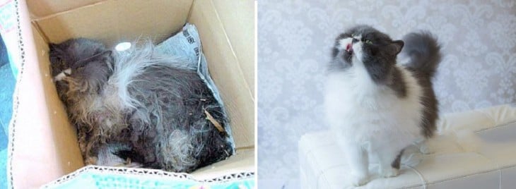 Gato Kody antes y después de su adopción 