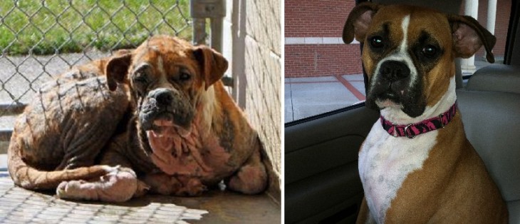 Anabelle, antes y después de su adopción 