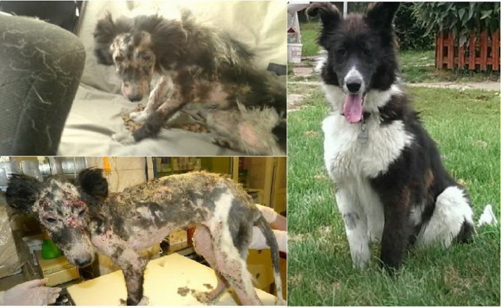 Perrita Mira antes y después de su adopción 