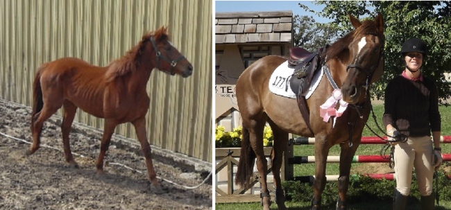 Yegua antes y después de ser adoptada