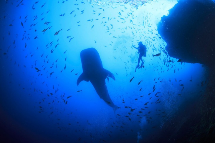 Lugar en Costa Rica para nadar con tiburones 