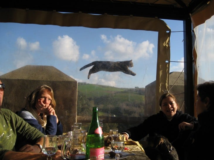 personas comiendo y gato saltando