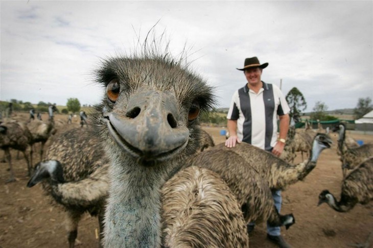 emu con un hombre atras