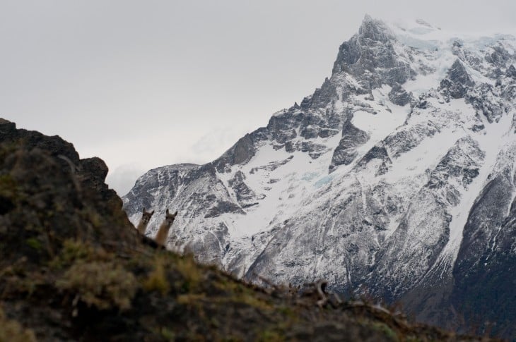 llamas en los andes