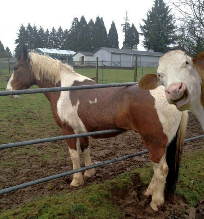 caballo atrapado y una vaca se rie