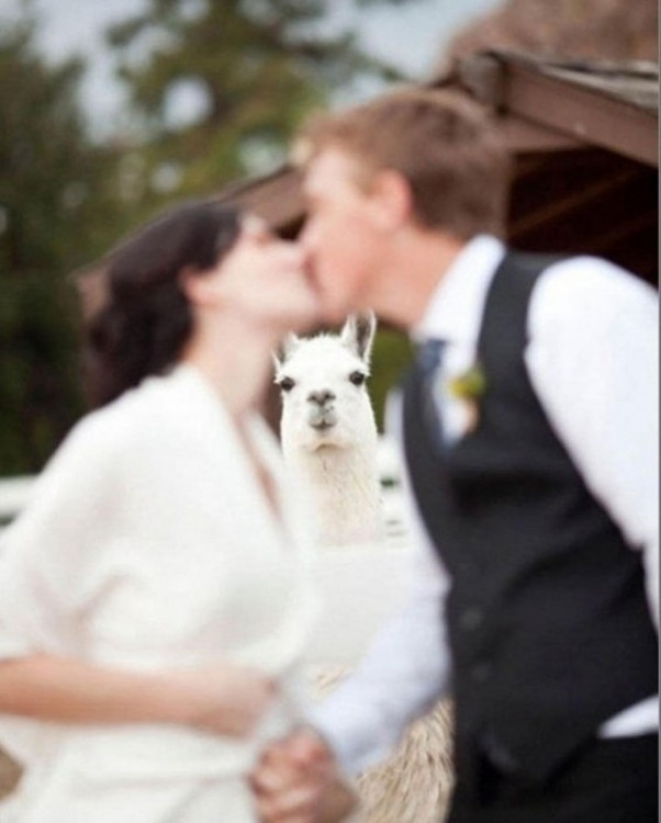 recien casados y una llama