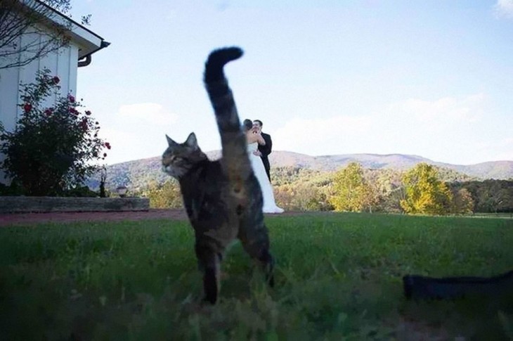 gato y una pareja de recien casado