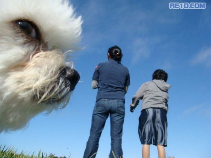 perro caniche con dos personas