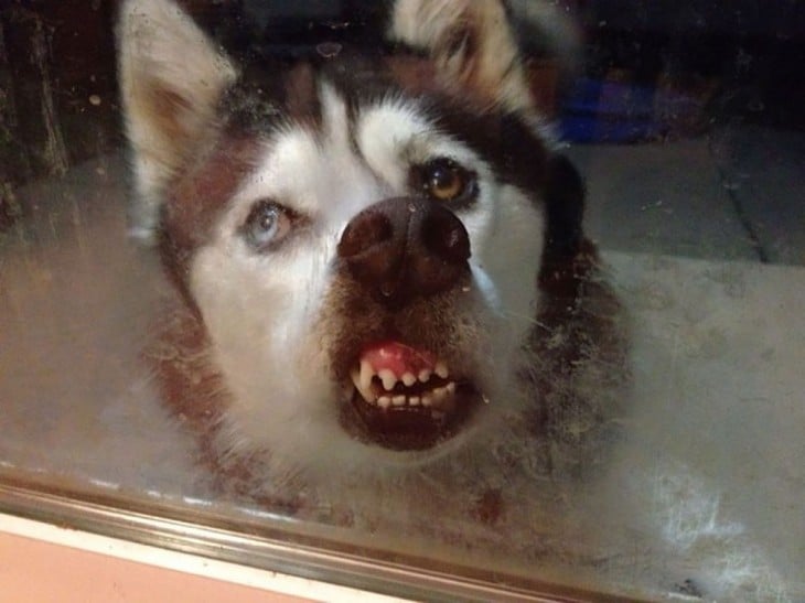 Perro husky lamiendo la ventana