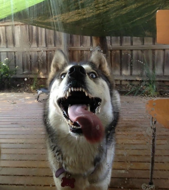 husky lamiendo la ventana