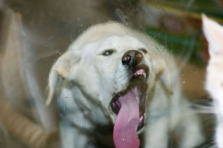 labrador blanco lamiendo la ventana