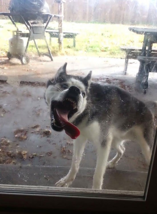 husky lamiendo la ventana