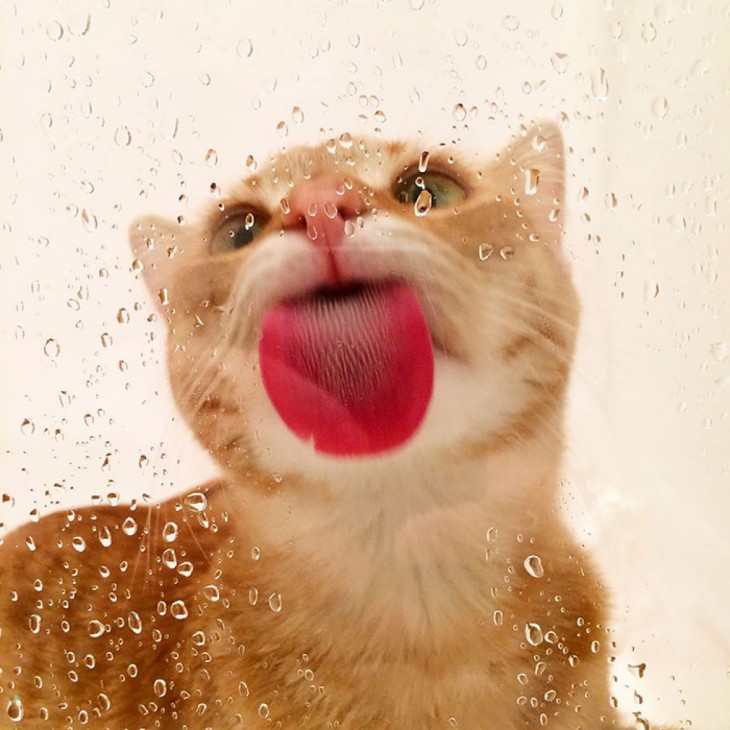 gato pardo lamiendo la ventana