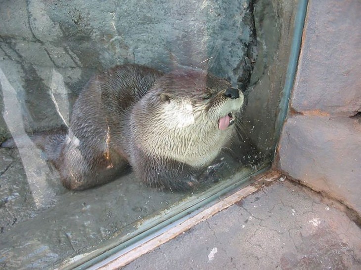 nutria lamiendo la ventana