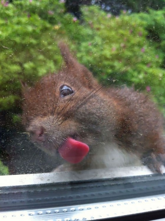 ardilla lamiendo la ventana