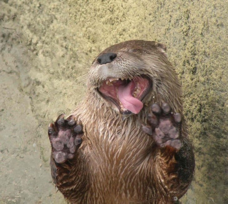 nutria lamiendo la ventana