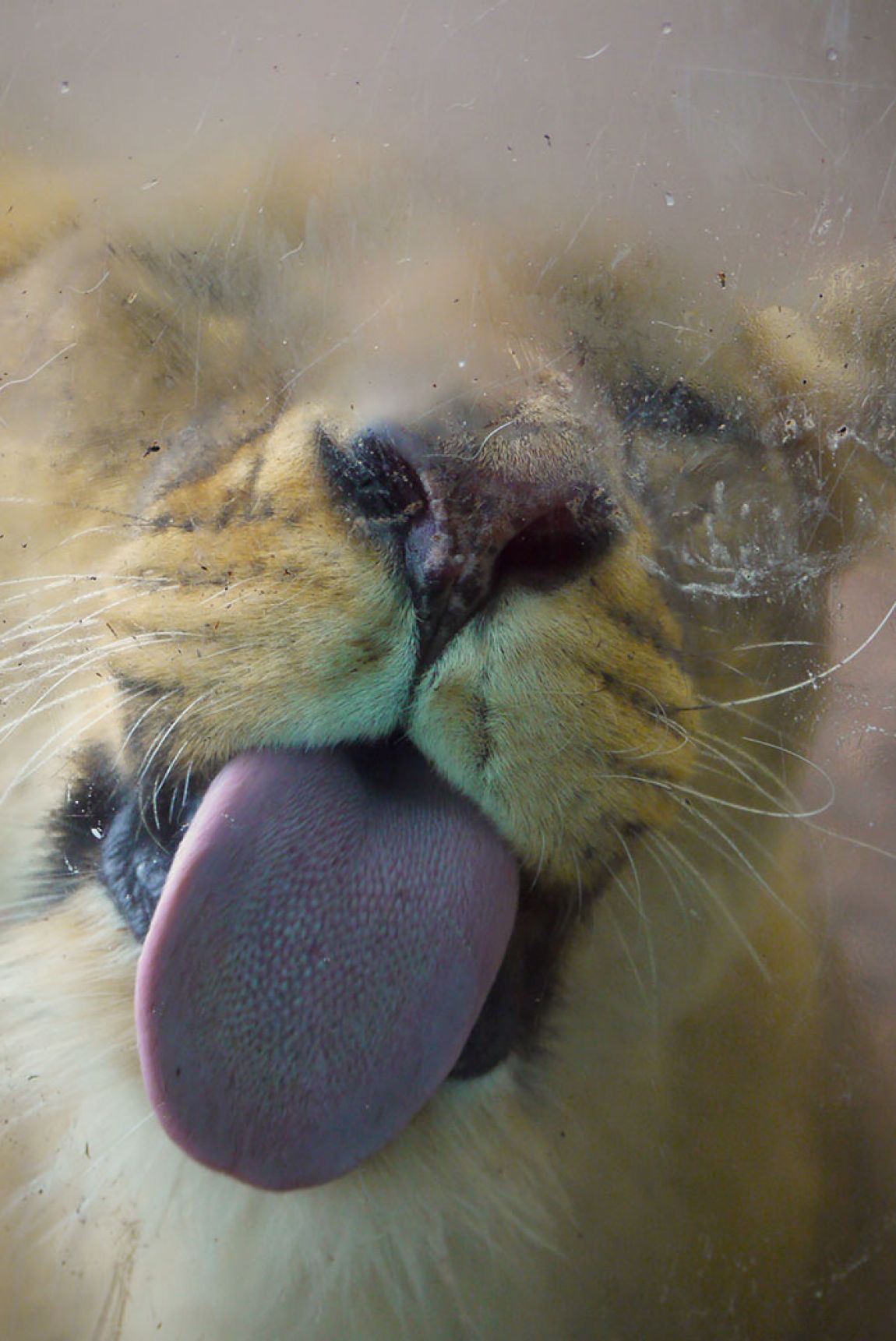 18 Fotos de animales besando ventanas y vidrios
