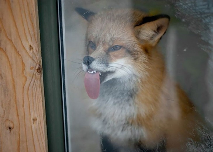 zorro lamiendo la ventana