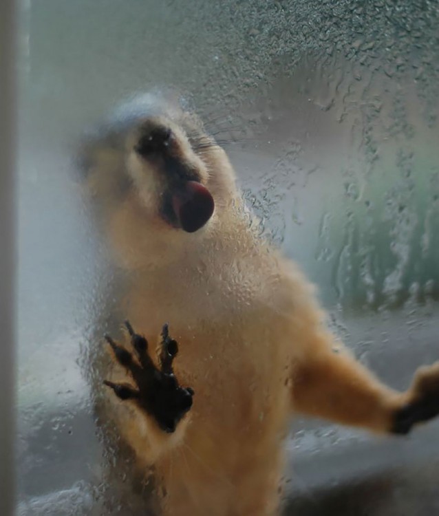 marmota lamiendo la ventana