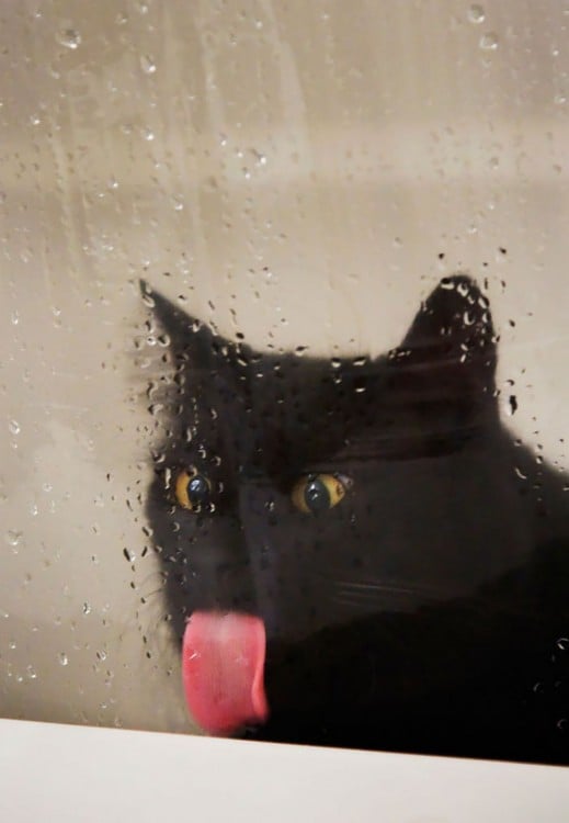 gato negro lamiendo la ventana
