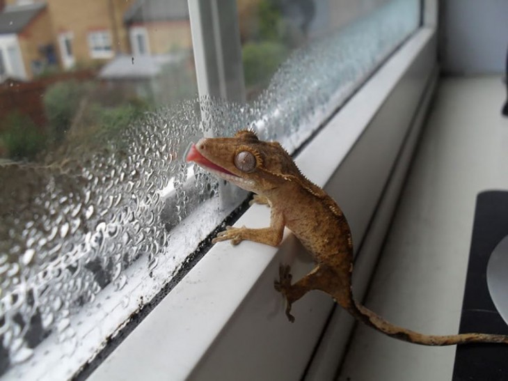 geko lamiendo la ventana