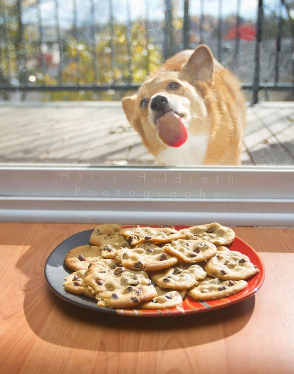 perro lamiendo la ventana