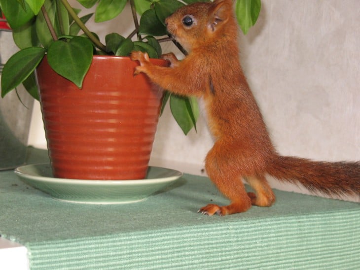 ardilla roja de finlandia  en maceta