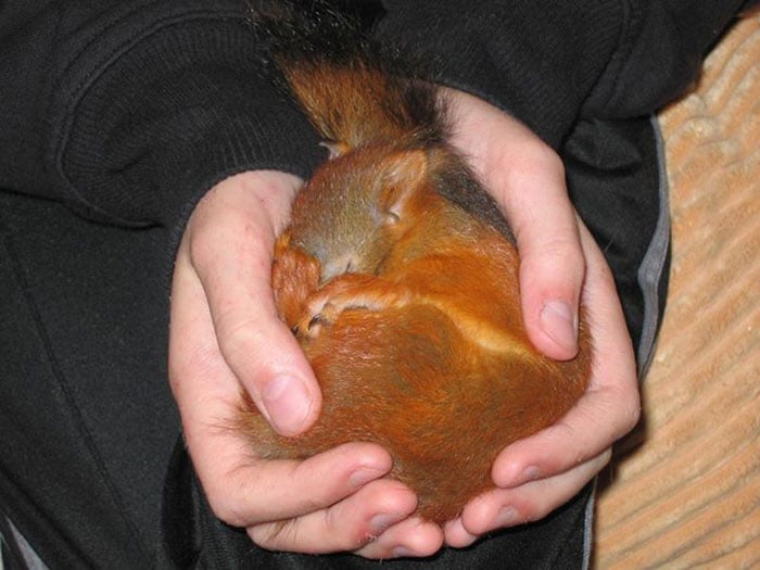 ardilla roja de finlandia durmiendo en las manos de alguien