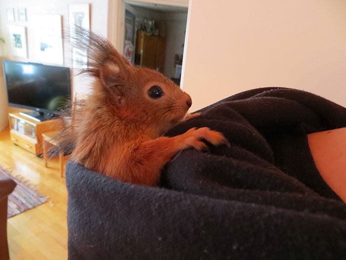 ardilla roja de finlandia envuelta en frazadas