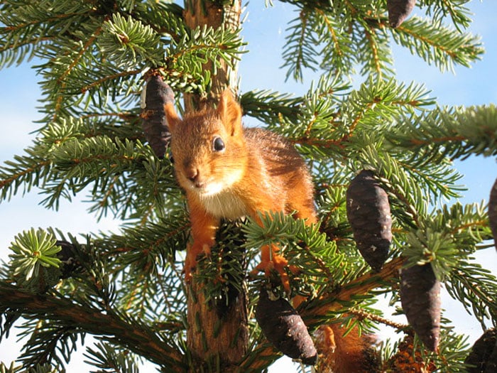 ardilla roja de finlandia  arriba de arbol de  navidad