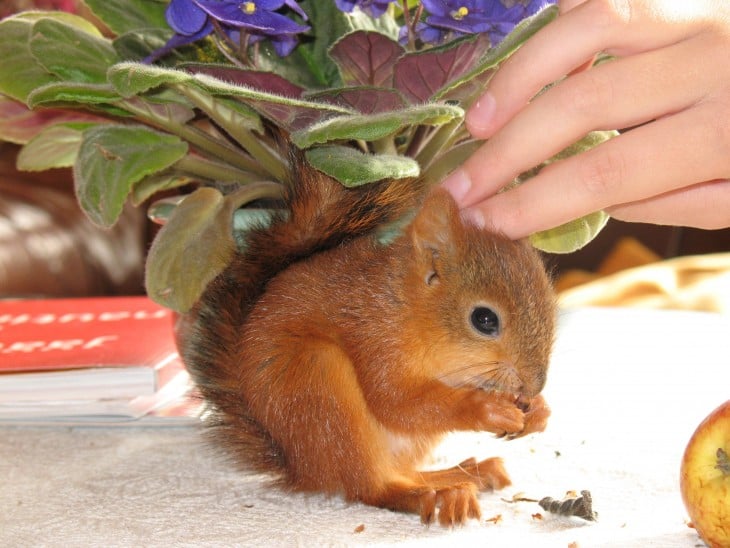 ardilla roja de finlandia  comiendo