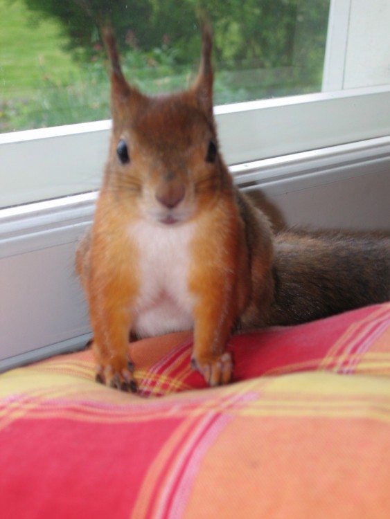 ardilla roja de finlandia  arriba de la cama